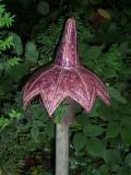 Sternpilz