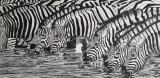 Zebras am Wasser.jpg